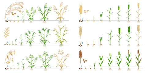 Set of growth cycles of grain crop on a white background.