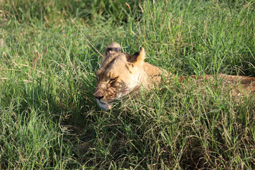 Lioness in tall grass in Kenya, Africa