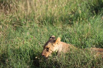 Lioness in tall grass in Kenya, Africa