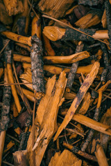 pine timber forest ground logs