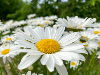 Daisies in a field with grass, Wonderful fabulous daisies on a meadow in summer.