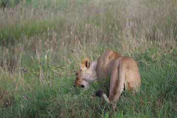 Lioness in tall grass in Kenya, Africa