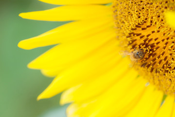 ひまわりとミツバチ　福岡県朝倉郡　Sunflower and Bee Fukuoka-ken Asakura-gun