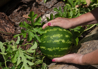 Harvesting a watermelon from our backyard garden here in Windsor NY