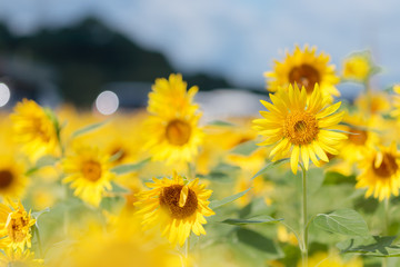 ひまわり　福岡県朝倉郡　Sunflower Fukuoka-ken Asakura-gun