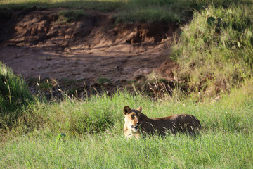 Lion in tall grass in Kenya, Africa