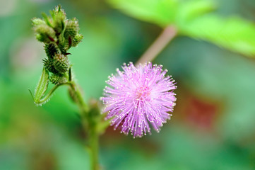 Mimosa pudica, also called sensitive plant, sleepy plant, action plant, touch-me-not,shameplant, zombie plant.