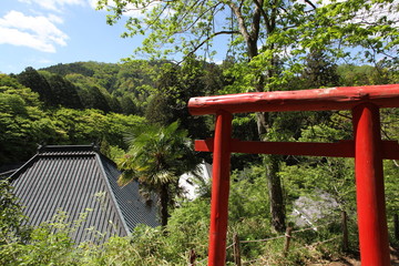 Fototapeta premium 鳥居と寺院と新緑の山