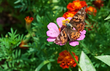 Closeup of a butterfly on a flower