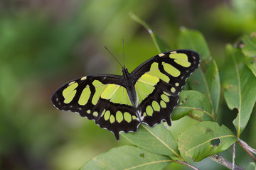 Borboleta Siproeta stelenes