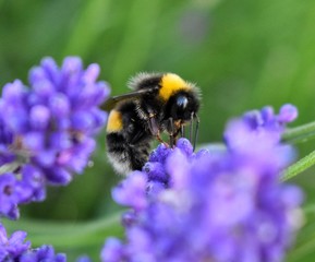 bee on a flower