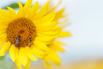 Naklejka premium ひまわりとヒメハナバチとミツバチ 福岡県朝倉郡 Sunflower and Bee Fukuoka-ken Asakura-gun