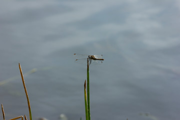 Dragonfly on a green blade. Sympetrum vulgatum. Damaged wings