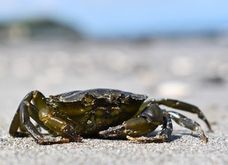 crab on the beach