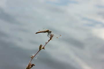 Dragonfly sits on a blade of grass above the water