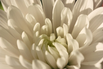 close up of a white flower