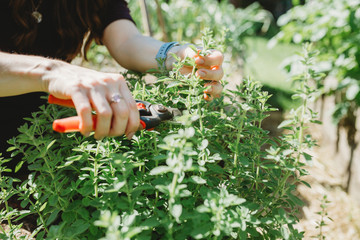 Hand pruning garden