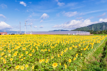 ひまわり　福岡県朝倉郡　Sunflower Fukuoka-ken Asakura-gun