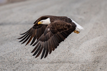 bald eagle in flight