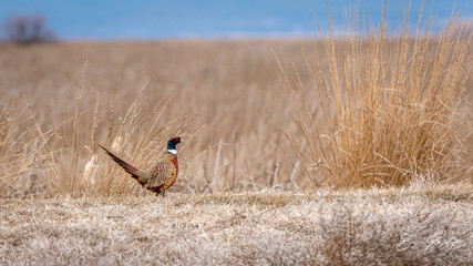 pheasant in a field