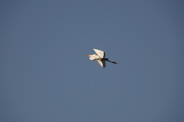 Fototapeta na wymiar 大空を舞う白い鷺　その３