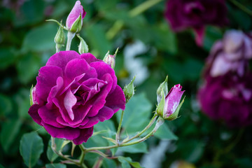 Purple roses on a bush