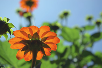Orange flower on blue sky
