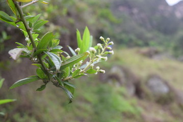 wild flowers in the forest