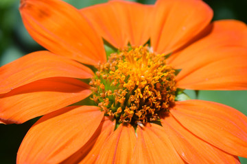 Orange flower macro