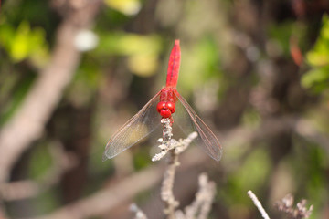 Red Dragonfly spotted in Sukhothai National Park, Thailand
