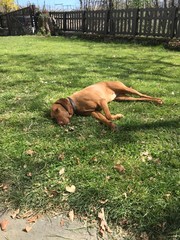 Cane di razza Bracco Ungherese. Esemplare femmina