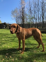 Cane di razza Bracco Ungherese. Esemplare femmina