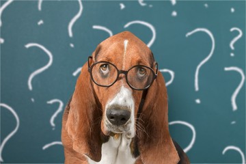 Cute confused little dog with question marks
