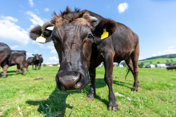 A Wagyu cow stands on a green meadow