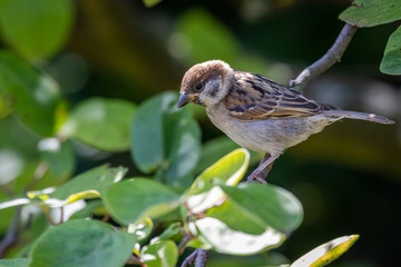Eurasian tree sparrow (Passer montanus)