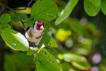 European goldfinch (Carduelis carduelis)