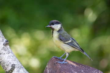 Great tit (Parus major)