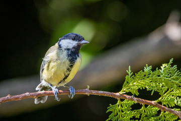 Great tit (Parus major)