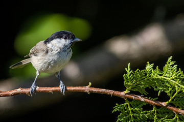 Fototapeta premium Marsh tit (Poecile palustris)