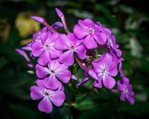 purple flowers