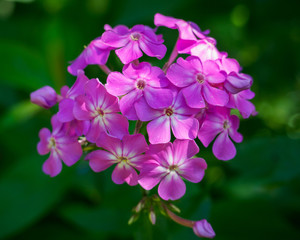 Fototapeta na wymiar purple flowers