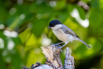 Marsh tit (Poecile palustris)