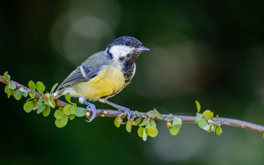 Great tit (Parus major)