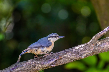 Eurasian nuthatch or Wood nuthatch (Sitta europaea)