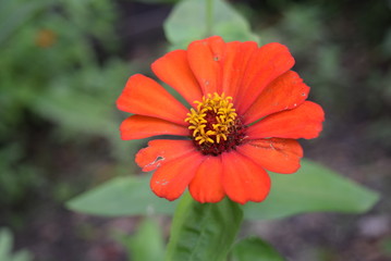 red poppy flower in the garden