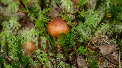 Mushroom in the forest