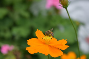 Bee on flower