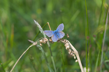 3 - Common blue butterfly spreads vivid blue wings