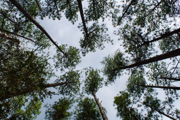 trees and sky