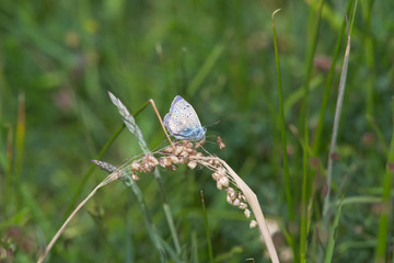 2 - Brighter side profile of a common blue butterfly